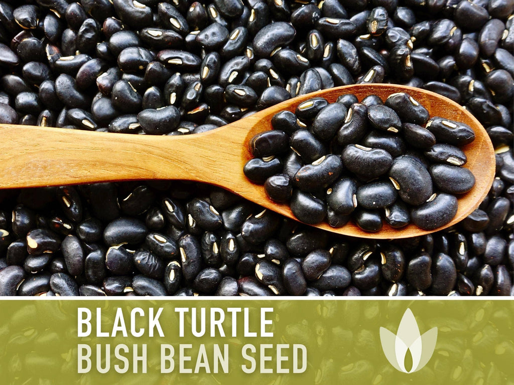 Black Turtle Bean Seeds | Heirloom