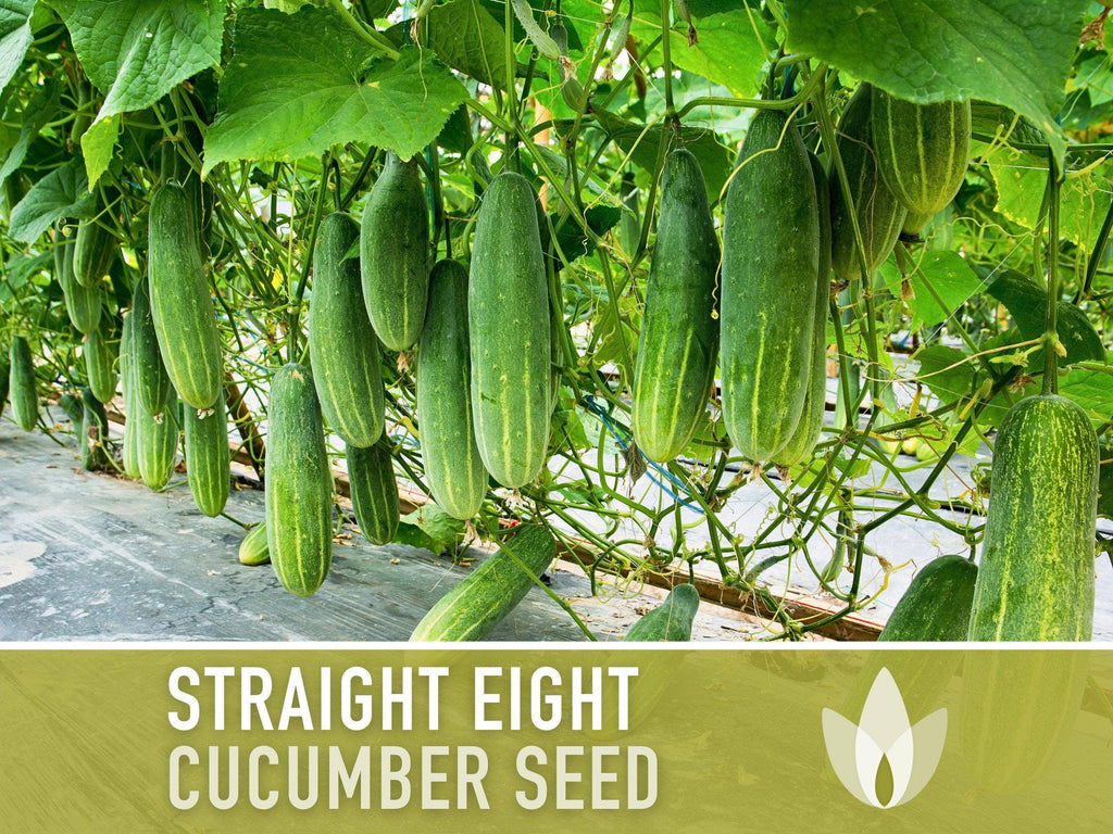 Straight Eight Cucumber Seeds | Heirloom, Great for Slicing