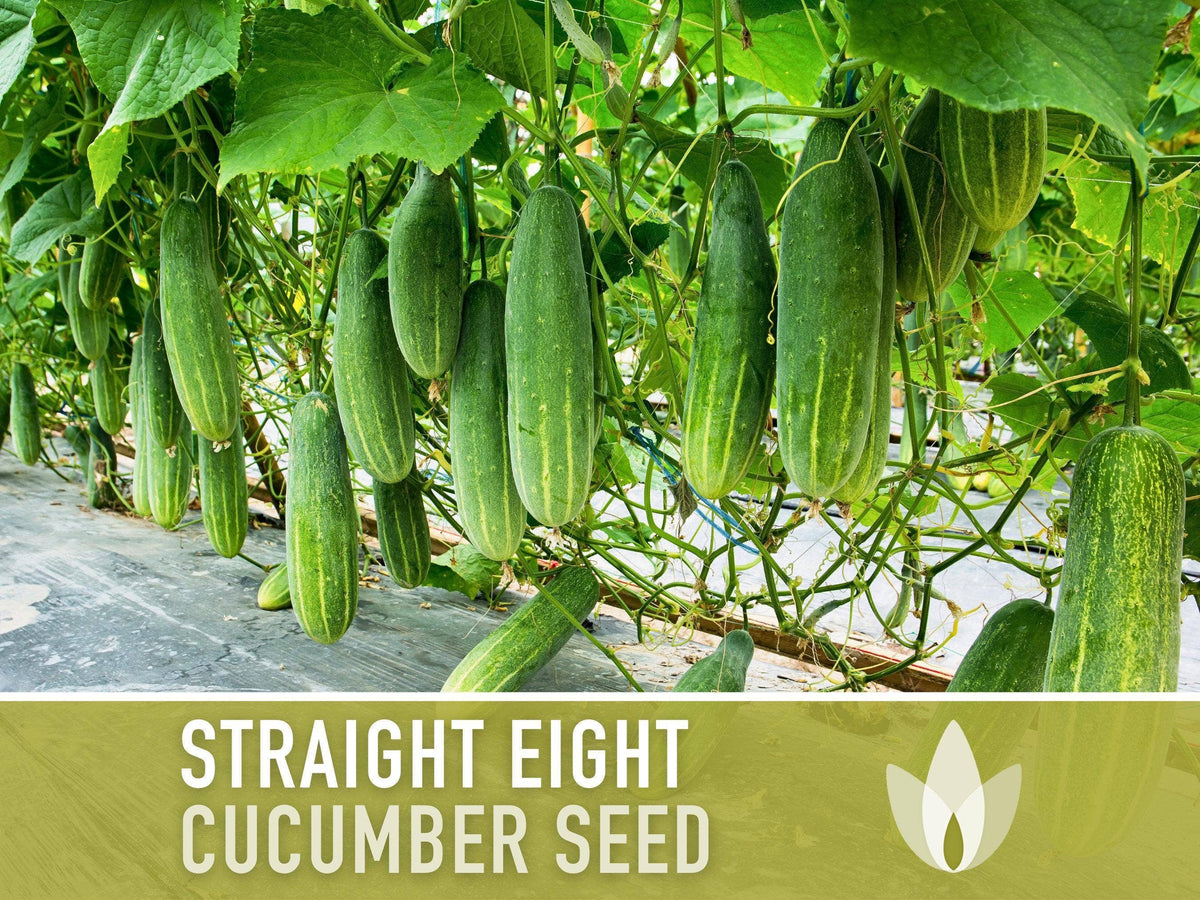 Straight Eight Cucumber Seeds | Heirloom, Great for Slicing