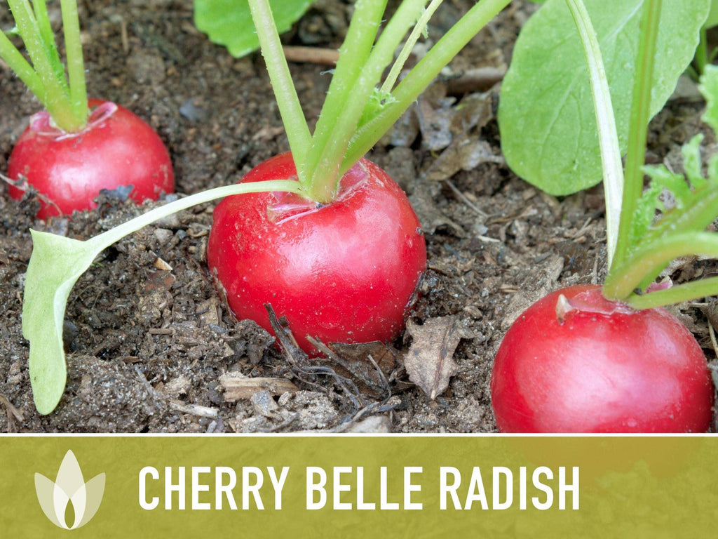 Cherry Belle Radish Seeds | Heirloom, Annual