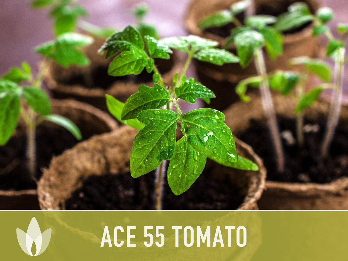 Ace 55 Tomato Seeds | Heirloom, Great for Canning or fresh