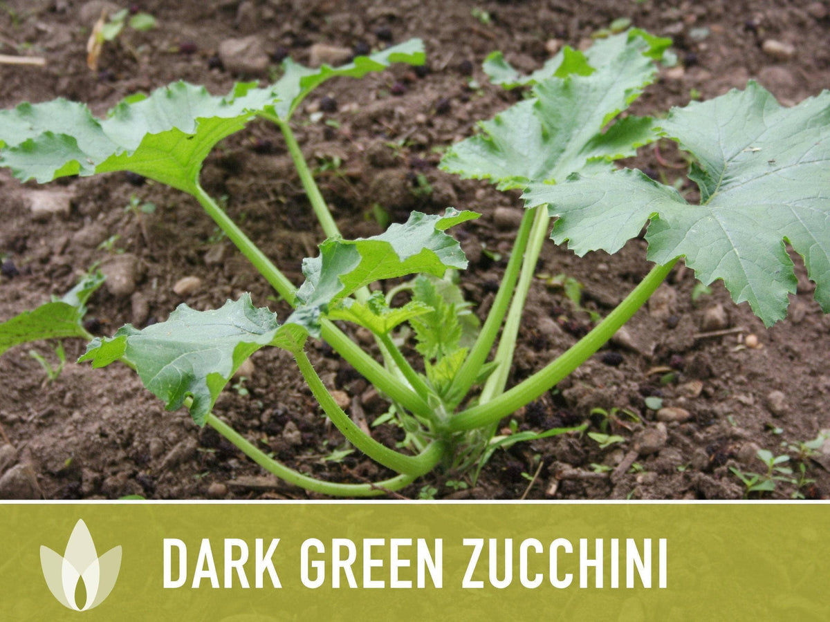 Dark Green Zucchini Seeds | Heirloom, Great for Fresh eating