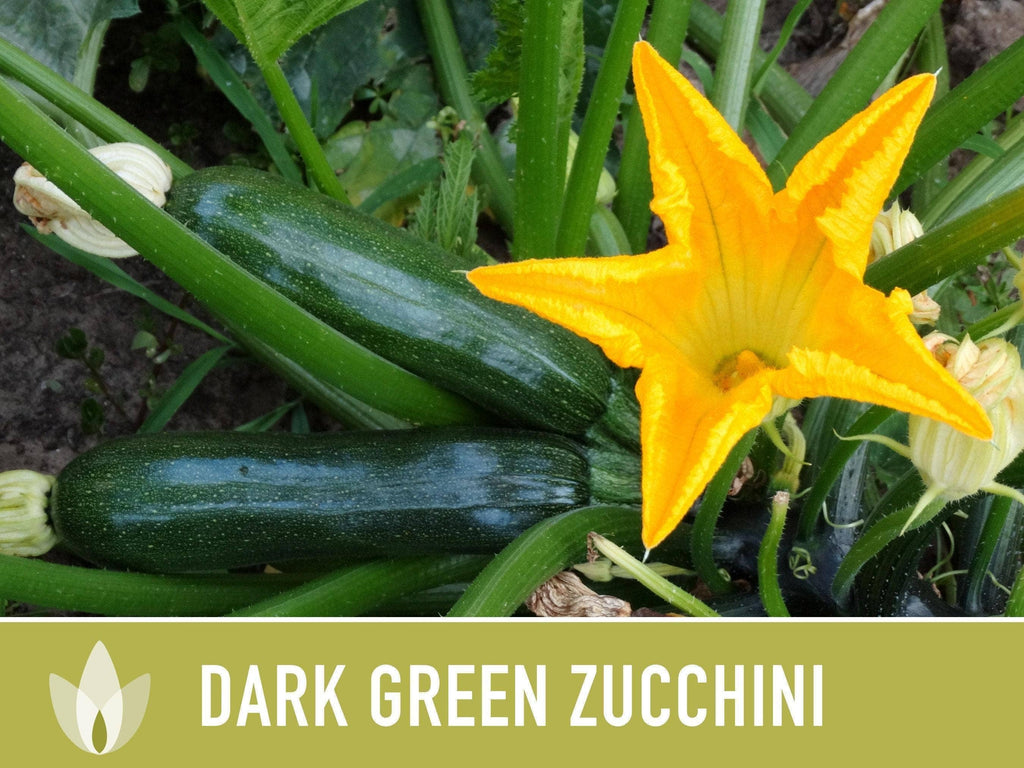 Dark Green Zucchini Seeds | Heirloom, Great for Fresh eating
