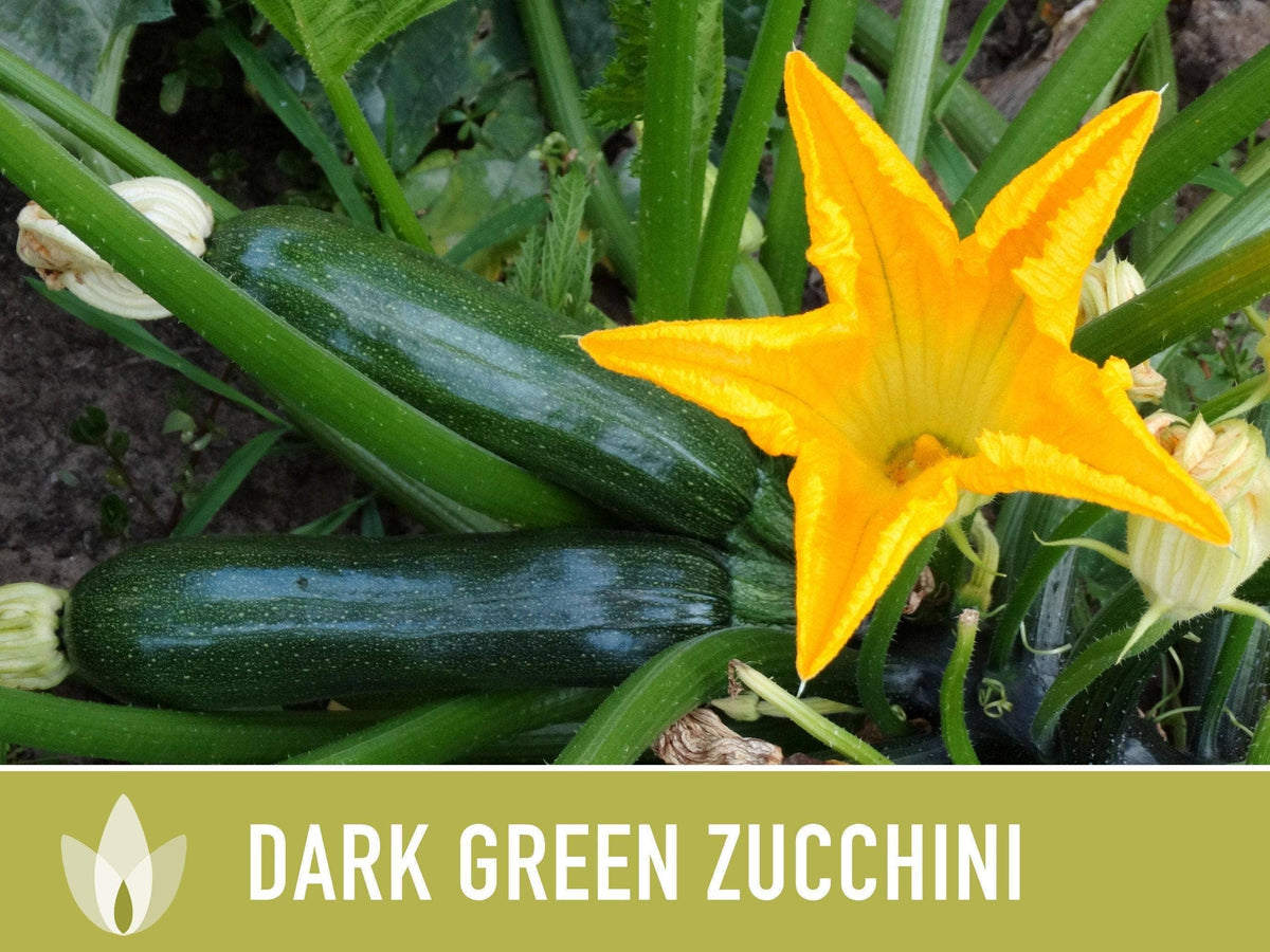 Dark Green Zucchini Seeds | Heirloom, Great for Fresh eating