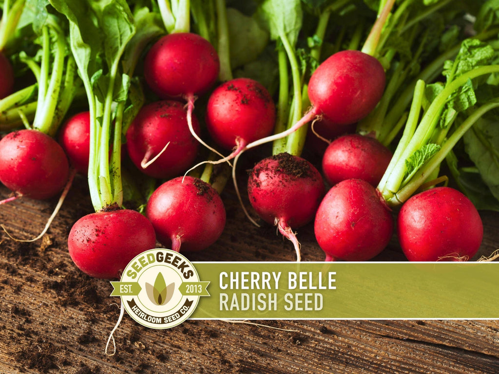 Cherry Belle Radish Seeds | Heirloom, Annual