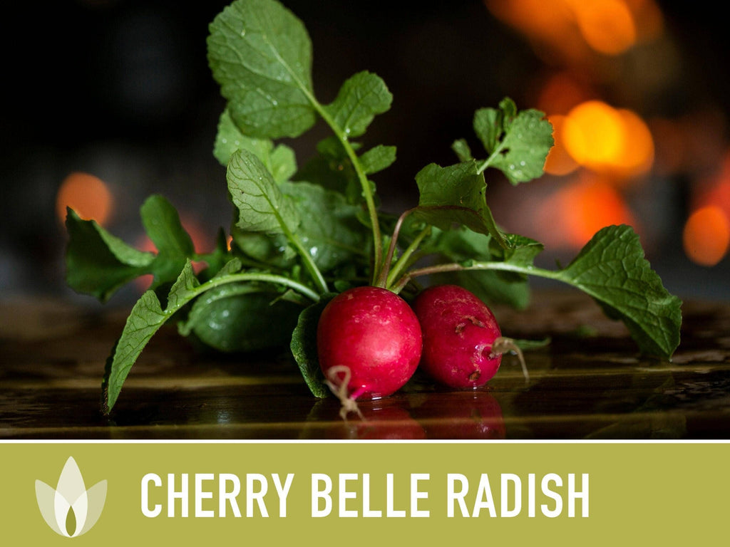 Cherry Belle Radish Seeds | Heirloom, Annual