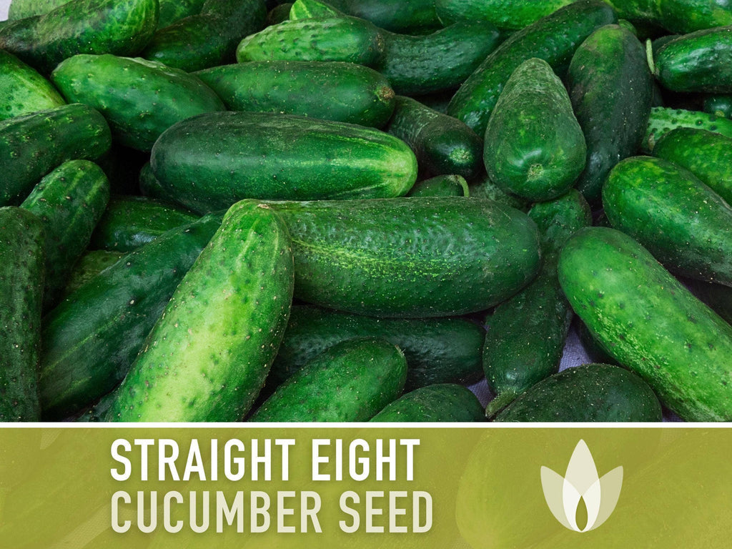 Straight Eight Cucumber Seeds | Heirloom, Great for Slicing