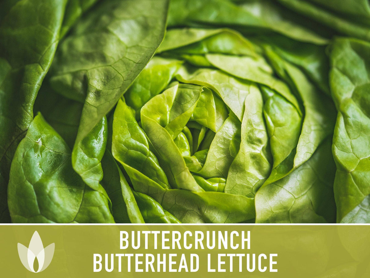 Buttercrunch Lettuce Seeds | Heirloom, Great for Fresh