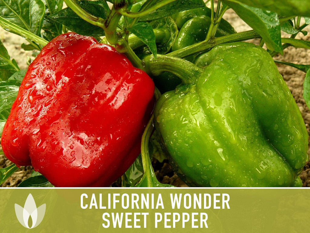 California Wonder Sweet Pepper Seeds | Heirloom