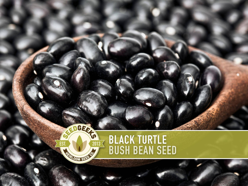 Black Turtle Bean Seeds | Heirloom