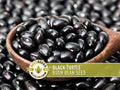 Black Turtle Bean Seeds | Heirloom