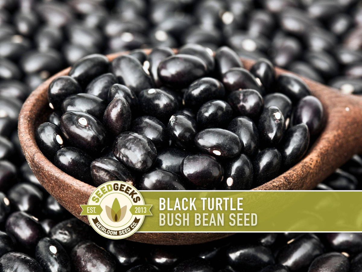 Black Turtle Bean Seeds | Heirloom