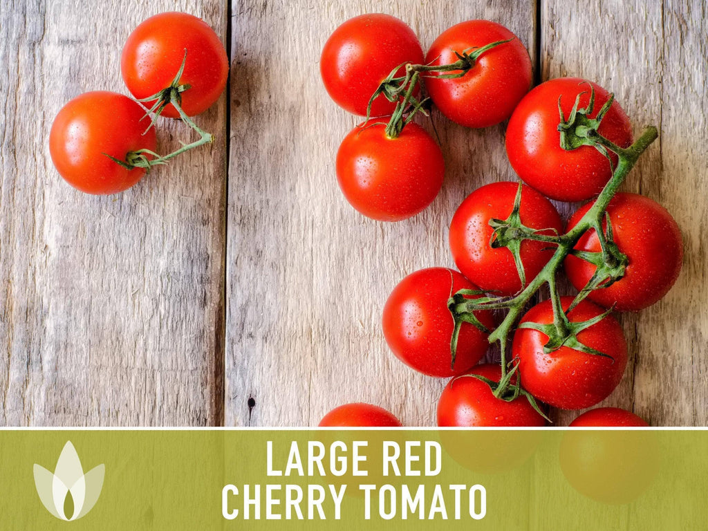 Large Red Cherry Tomato Seeds | Heirloom, Great for Salads