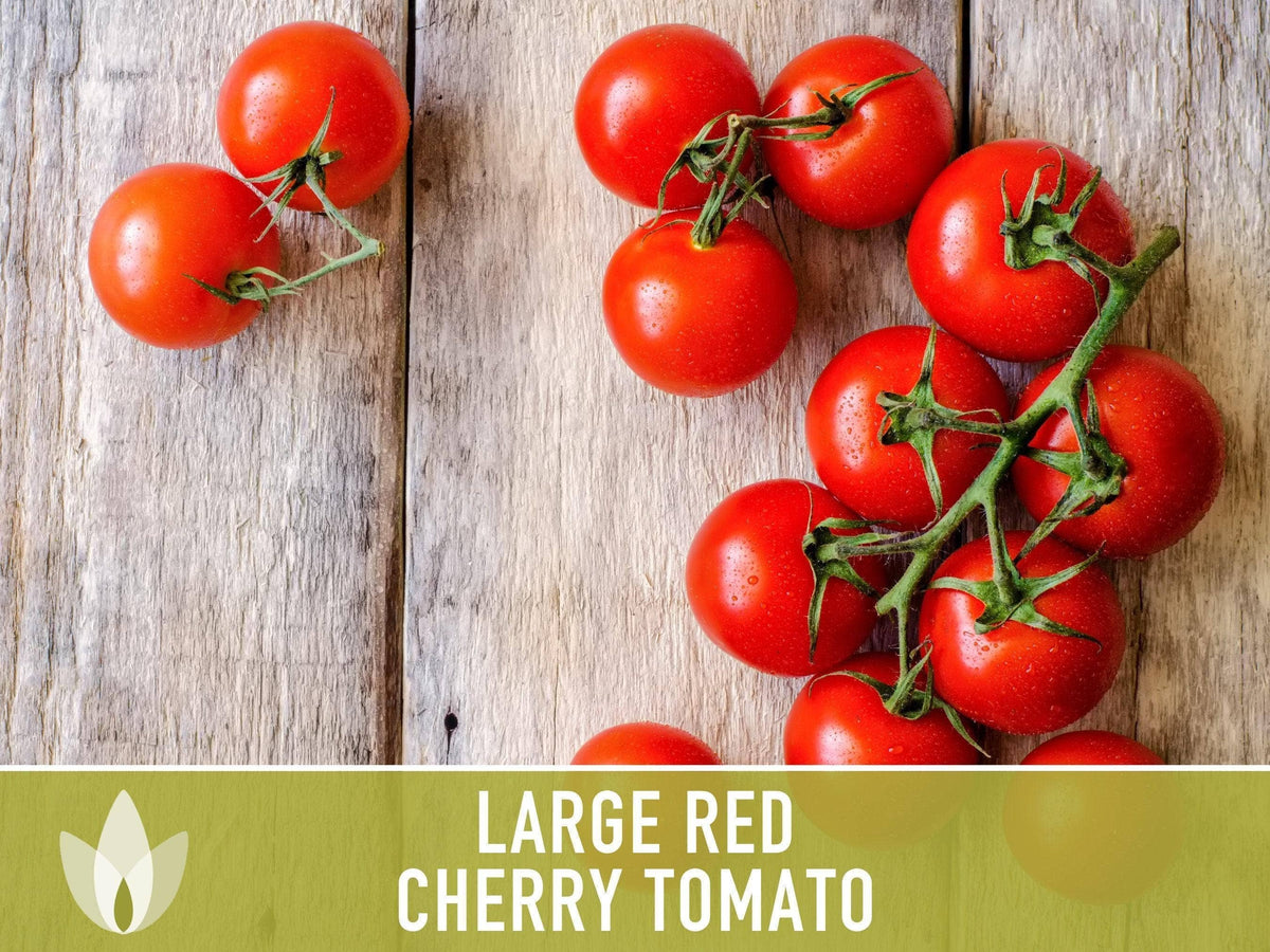 Large Red Cherry Tomato Seeds | Heirloom, Great for Salads