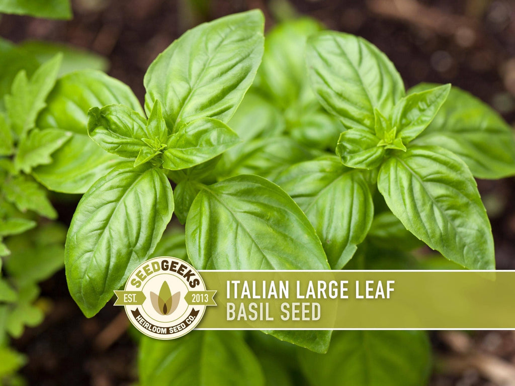 Italian Large Leaf Basil Seeds | Heirloom, Annual