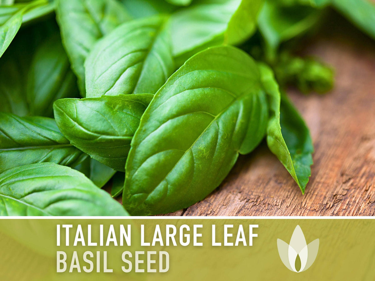 Italian Large Leaf Basil Seeds | Heirloom, Annual