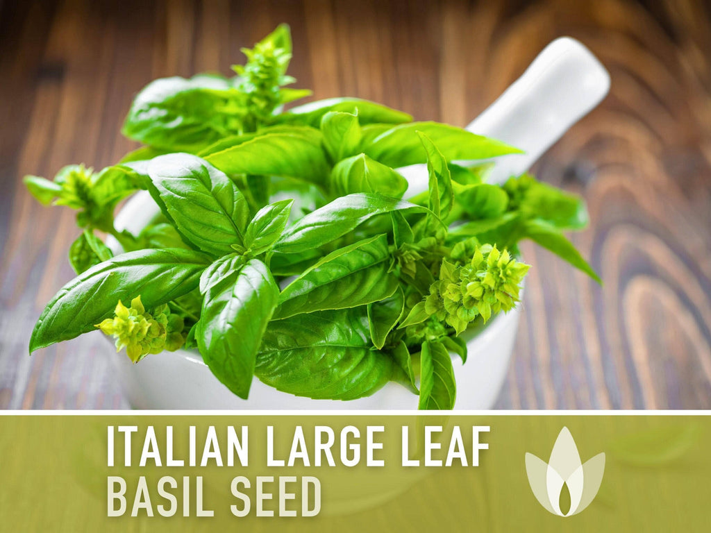 Italian Large Leaf Basil Seeds | Heirloom, Annual