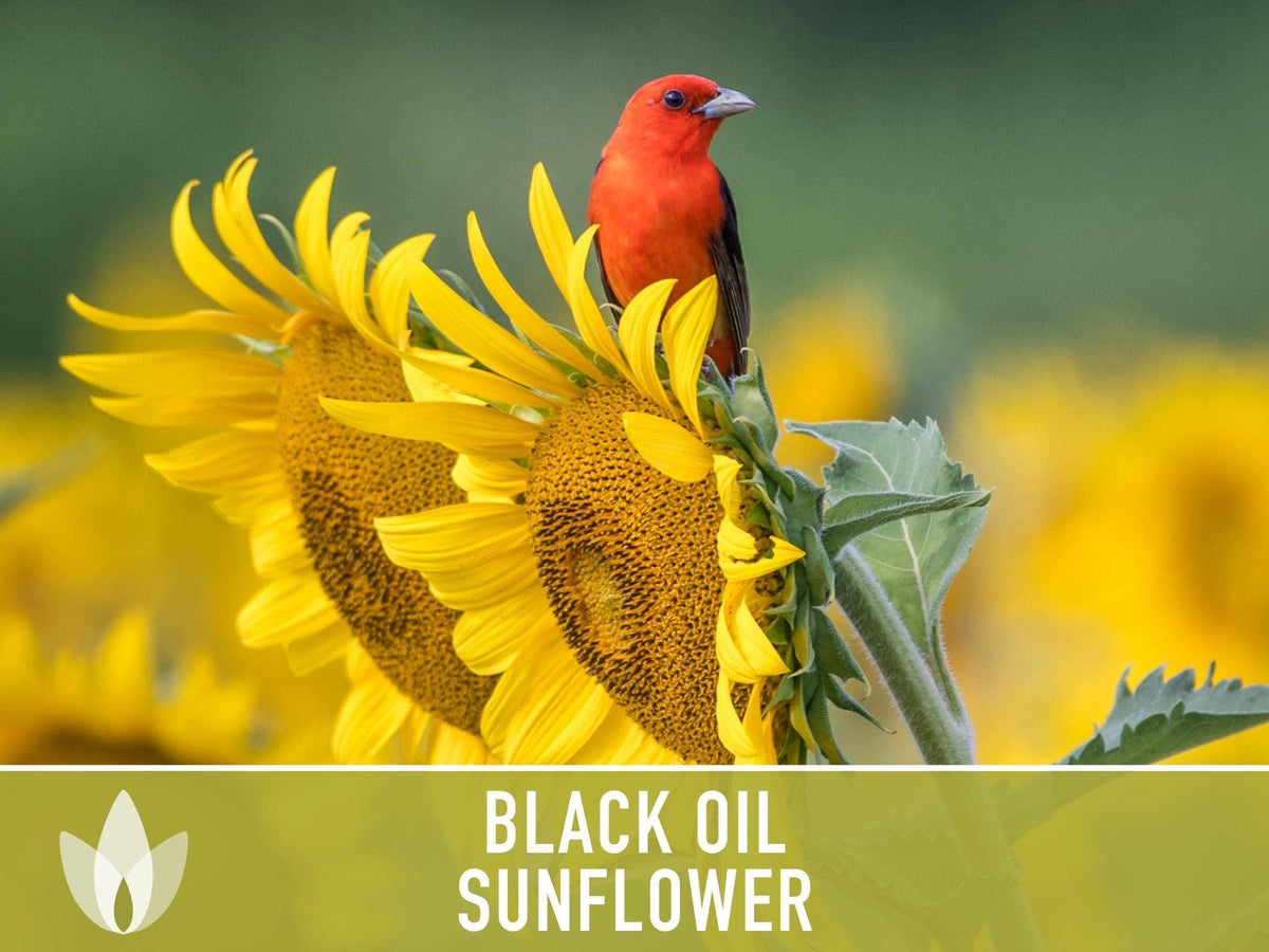 Black Oil Sunflower Seeds | Heirloom, Annual