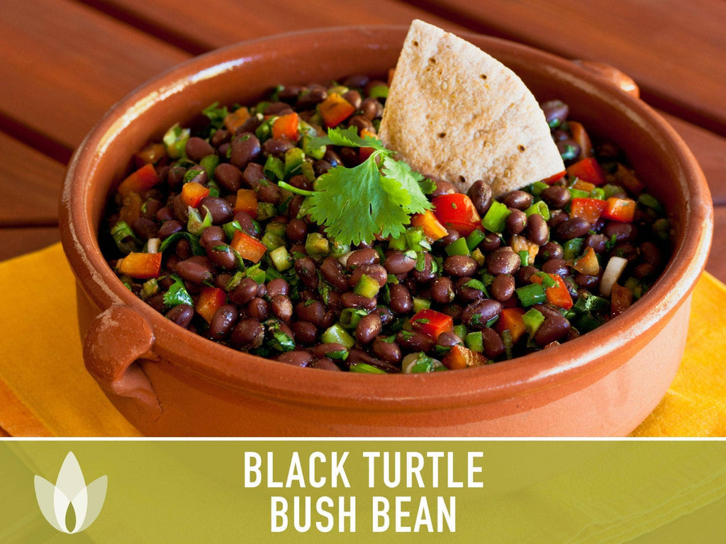 Black Turtle Bean Seeds | Heirloom