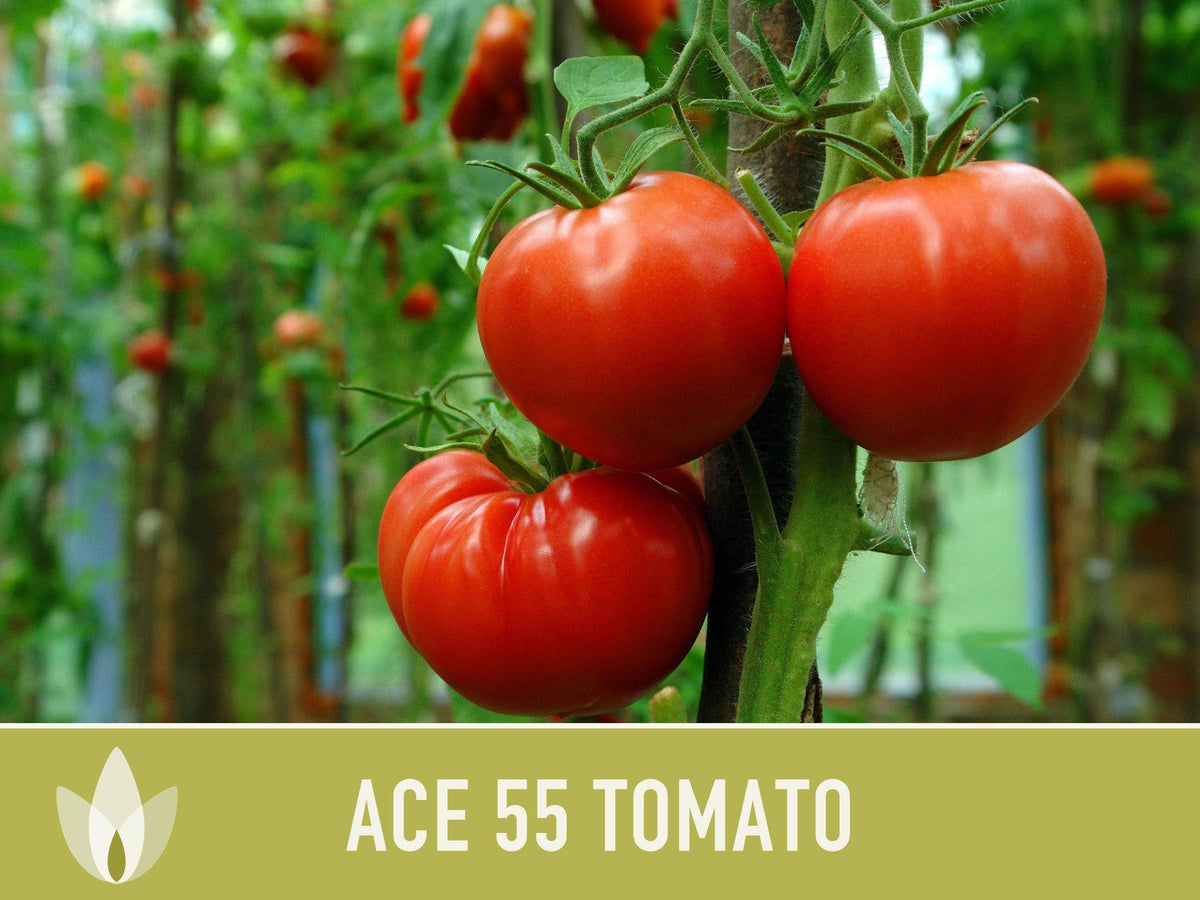 Ace 55 Tomato Seeds | Heirloom, Great for Canning or fresh