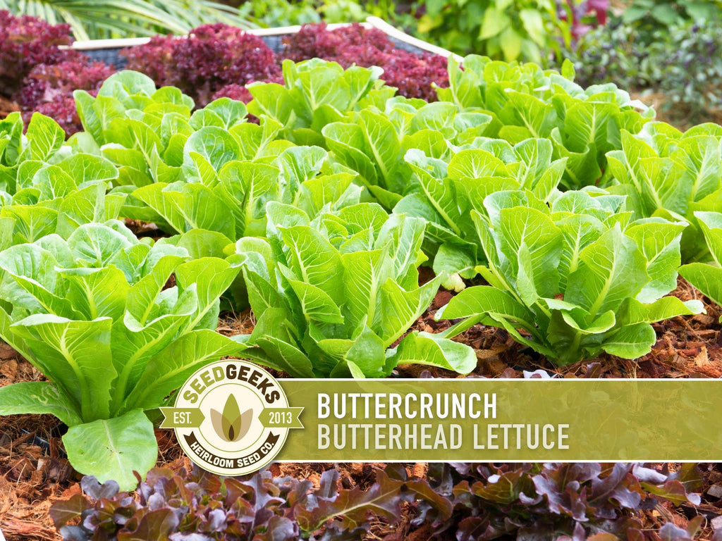 Buttercrunch Lettuce Seeds | Heirloom, Great for Fresh