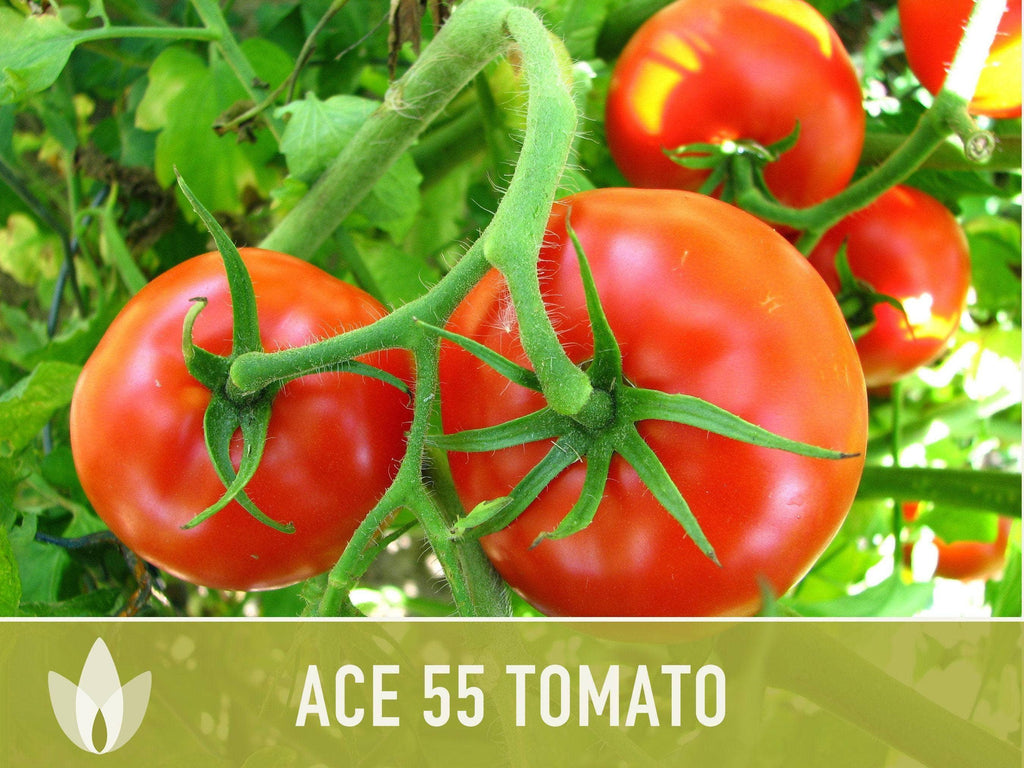 Ace 55 Tomato Seeds | Heirloom, Great for Canning or fresh