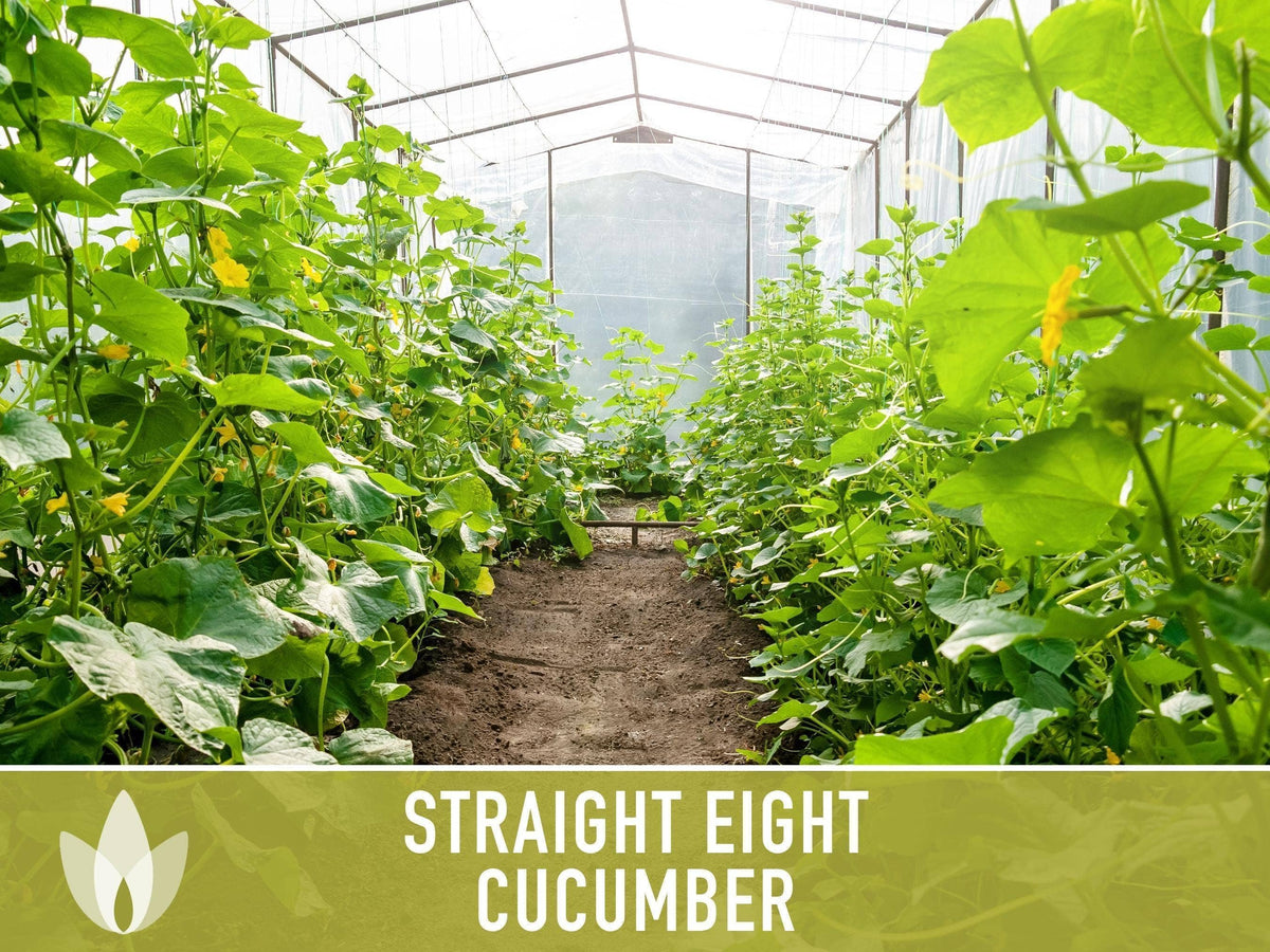 Straight Eight Cucumber Seeds | Heirloom, Great for Slicing