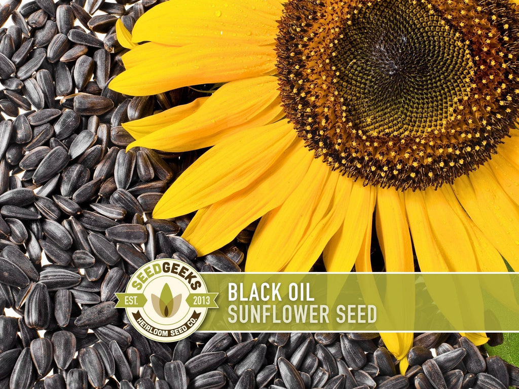 Black Oil Sunflower Seeds | Heirloom, Annual