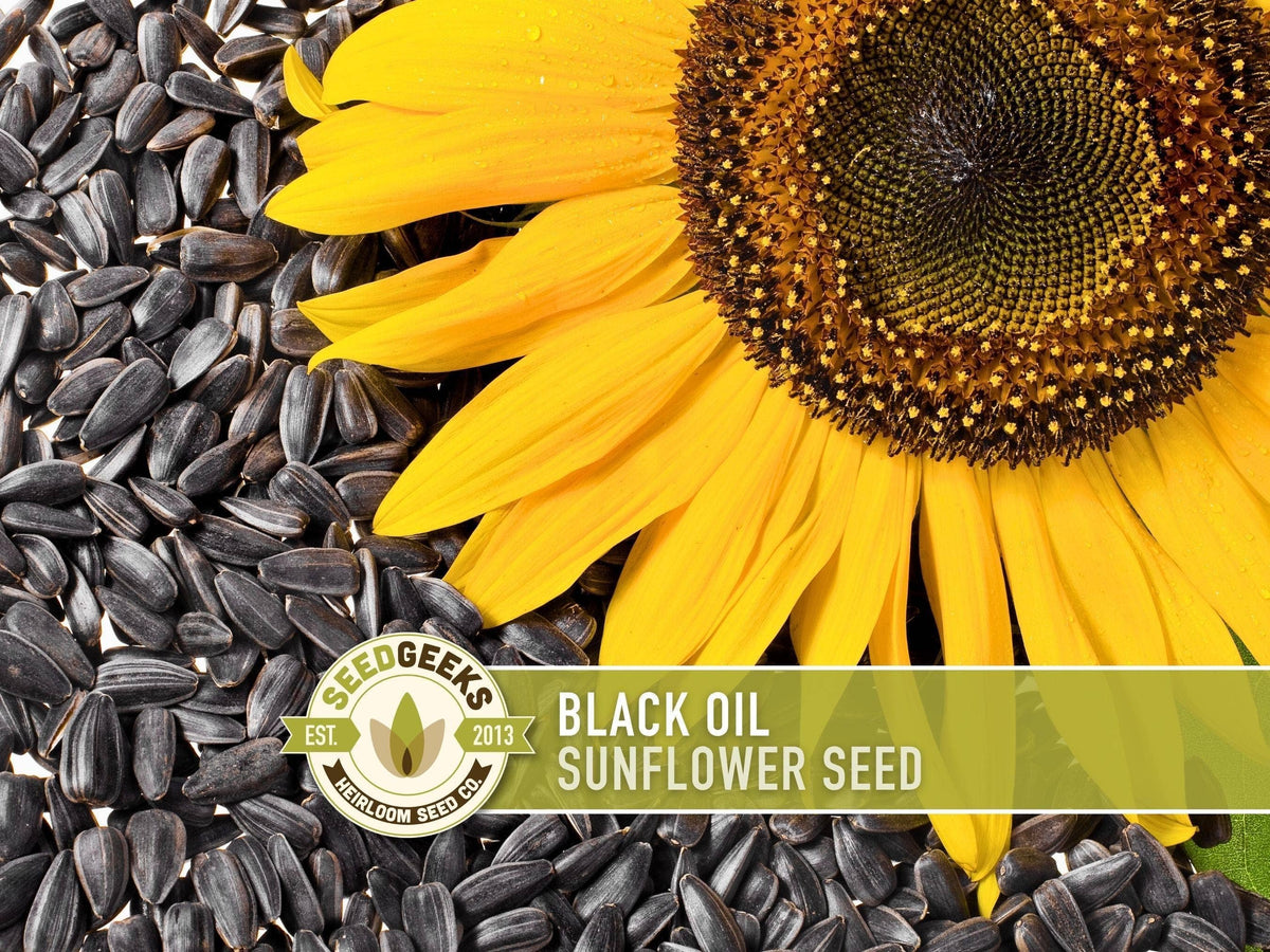Black Oil Sunflower Seeds | Heirloom, Annual