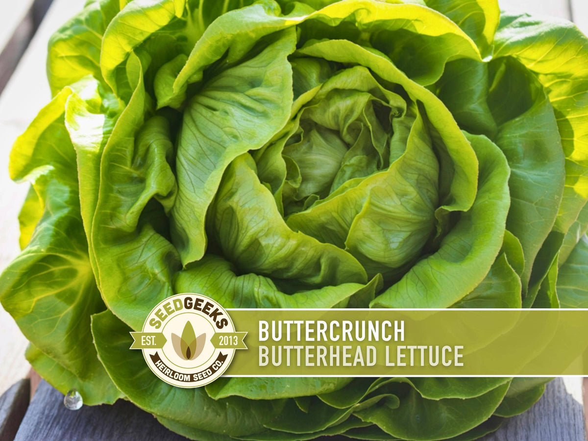 Buttercrunch Lettuce Seeds | Heirloom, Great for Fresh