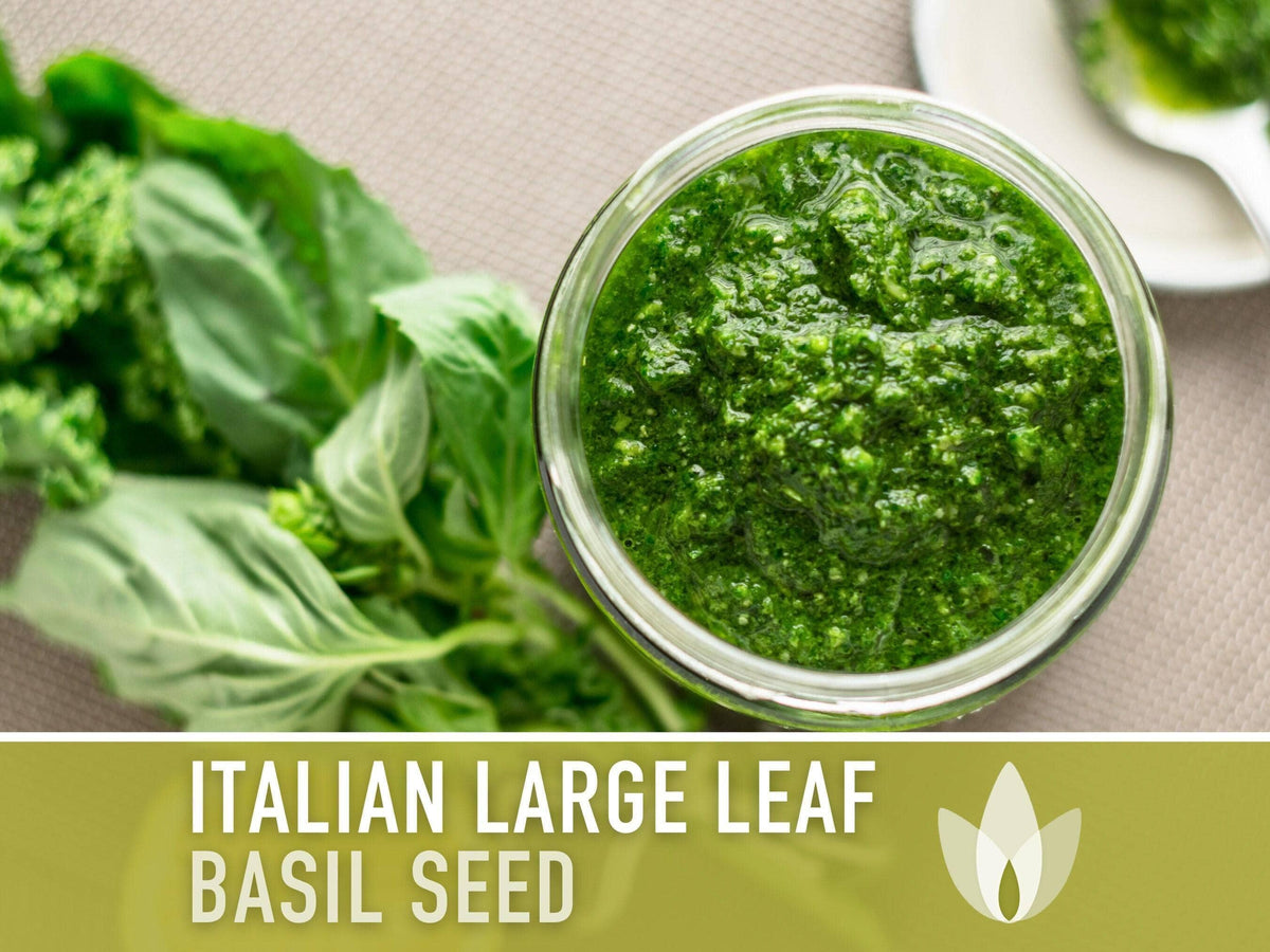 Italian Large Leaf Basil Seeds | Heirloom, Annual