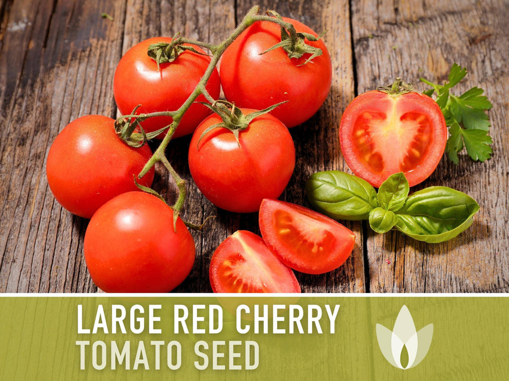 Large Red Cherry Tomato Seeds | Heirloom, Great for Salads