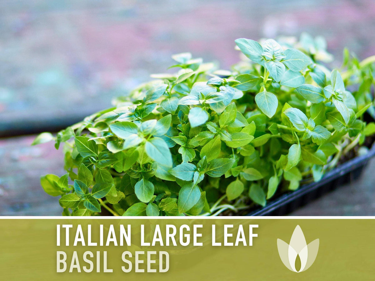 Italian Large Leaf Basil Seeds | Heirloom, Annual
