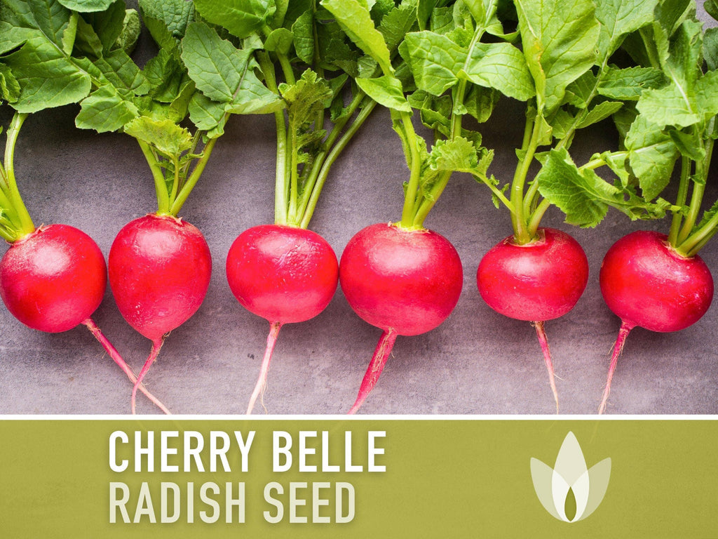 Cherry Belle Radish Seeds | Heirloom, Annual