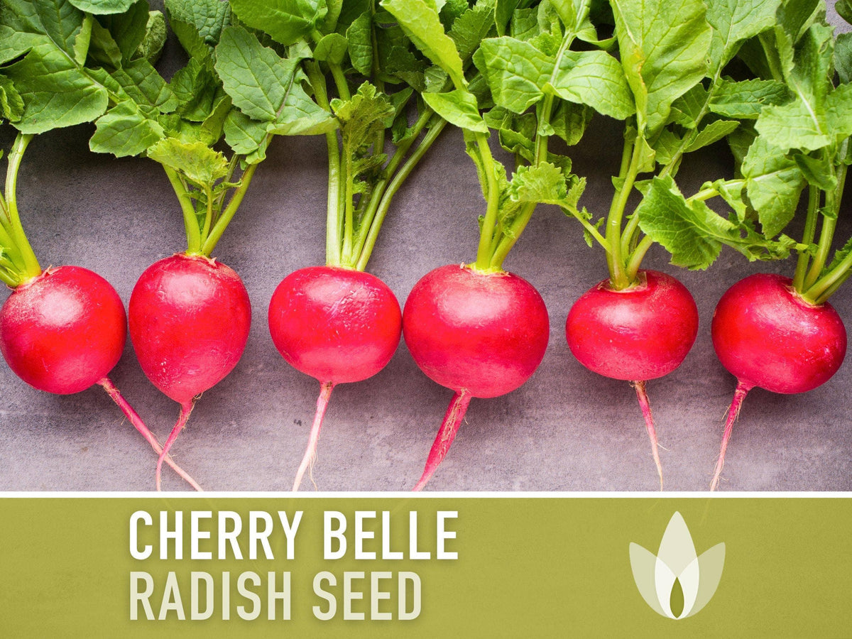 Cherry Belle Radish Seeds | Heirloom, Annual