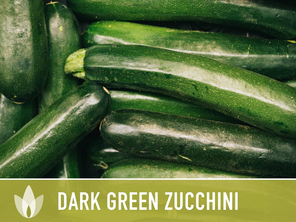 Dark Green Zucchini Seeds | Heirloom, Great for Fresh eating