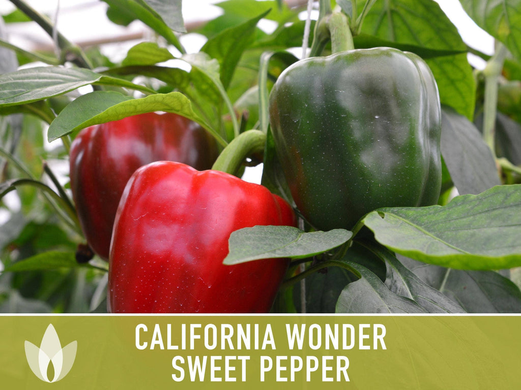 California Wonder Sweet Pepper Seeds | Heirloom