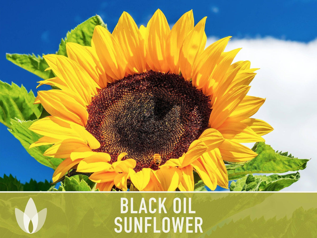 Black Oil Sunflower Seeds | Heirloom, Annual