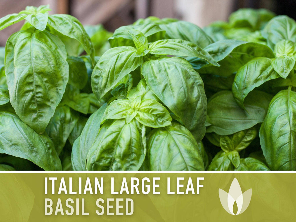 Italian Large Leaf Basil Seeds | Heirloom, Annual