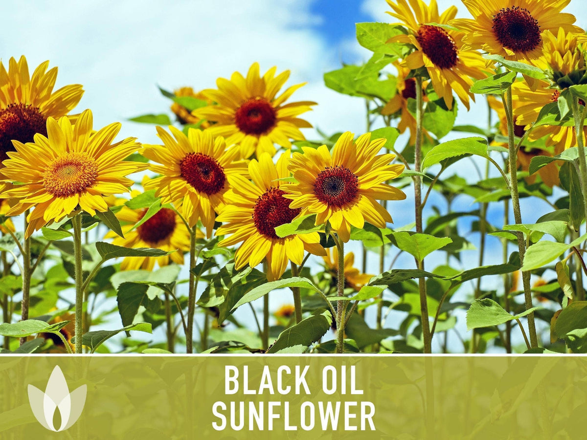Black Oil Sunflower Seeds | Heirloom, Annual