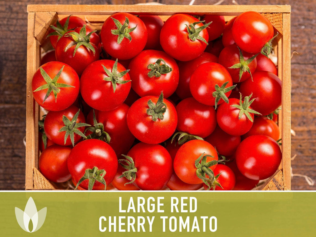 Large Red Cherry Tomato Seeds | Heirloom, Great for Salads