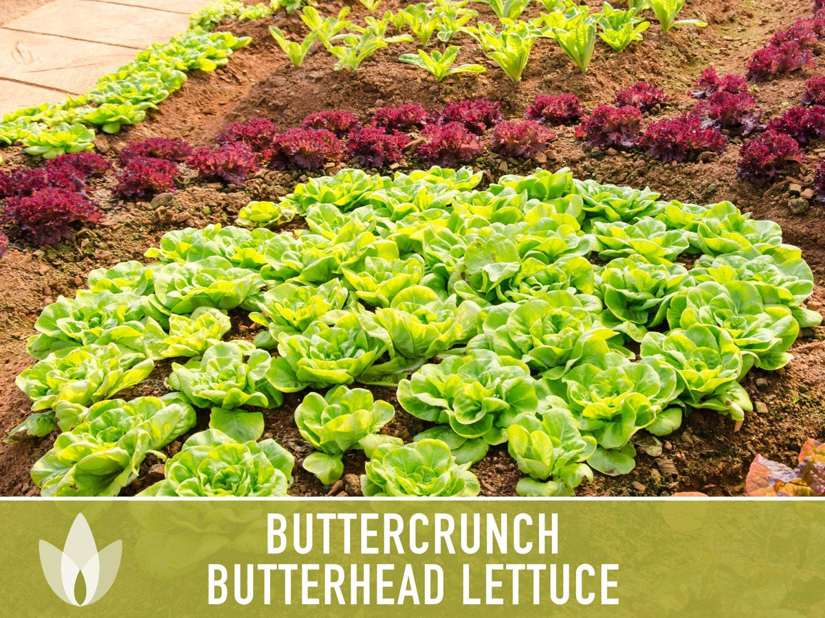 Buttercrunch Lettuce Seeds | Heirloom, Great for Fresh