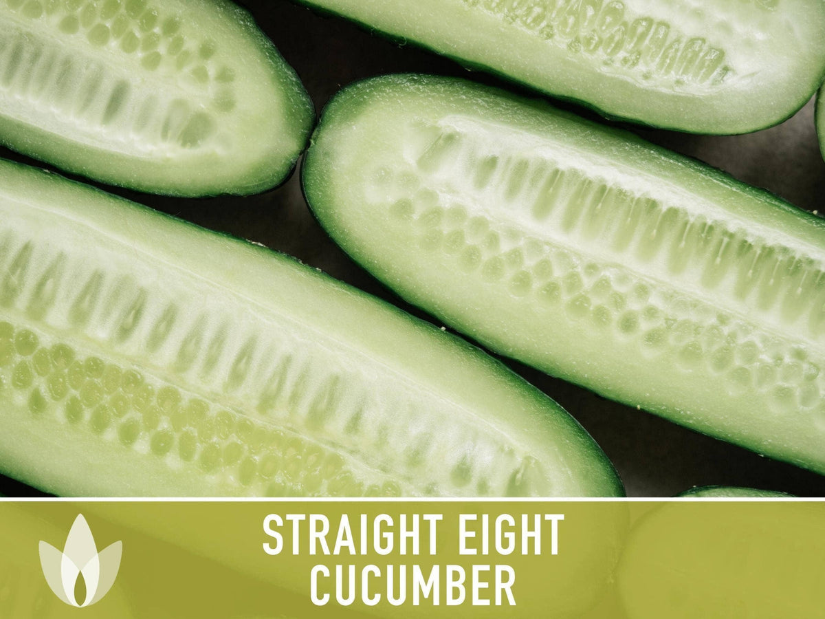 Straight Eight Cucumber Seeds | Heirloom, Great for Slicing