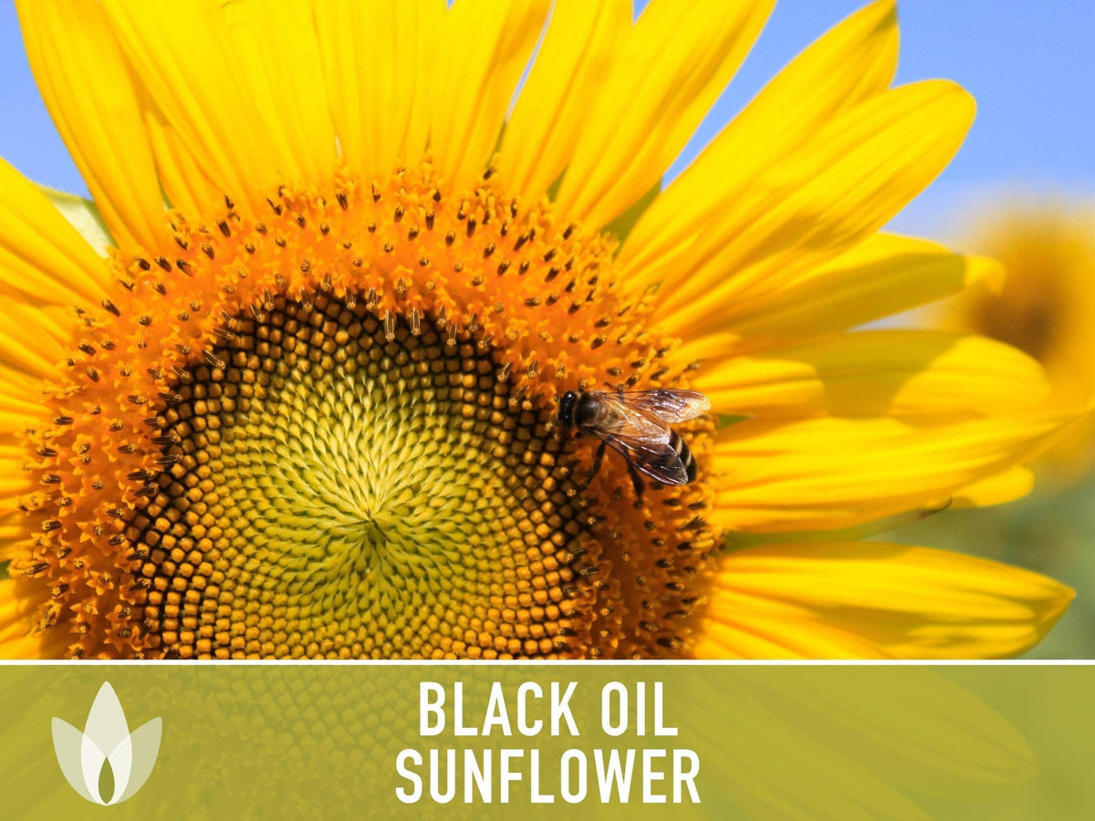 Black Oil Sunflower Seeds | Heirloom, Annual