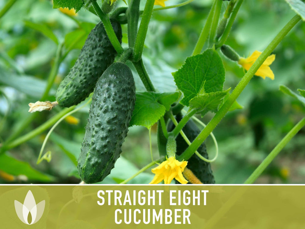 Straight Eight Cucumber Seeds | Heirloom, Great for Slicing