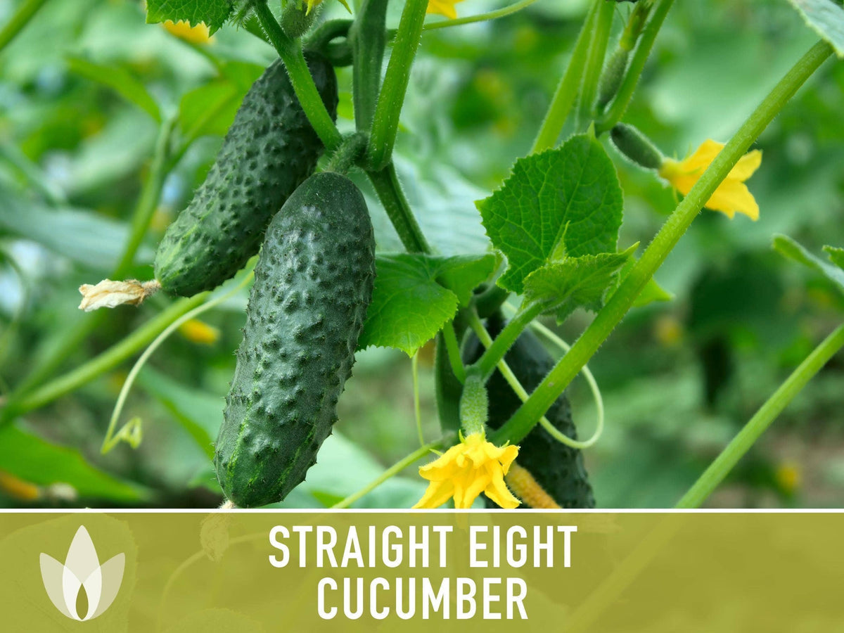 Straight Eight Cucumber Seeds | Heirloom, Great for Slicing