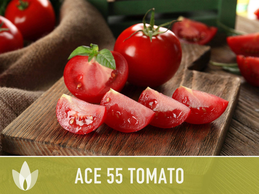 Ace 55 Tomato Seeds | Heirloom, Great for Canning or fresh