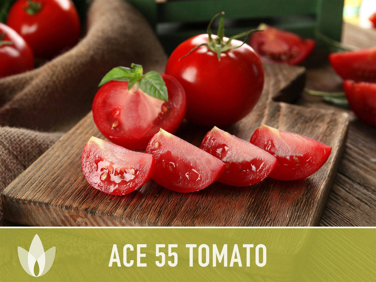 Ace 55 Tomato Seeds | Heirloom, Great for Canning or fresh