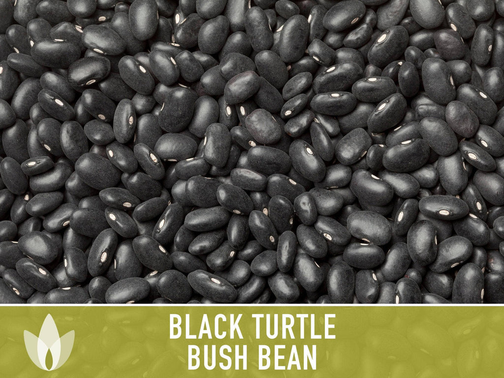 Black Turtle Bean Seeds | Heirloom
