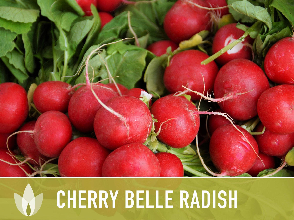Cherry Belle Radish Seeds | Heirloom, Annual